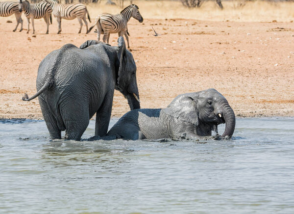 African Elephants taking a mud bath at a watering hole in Namibia