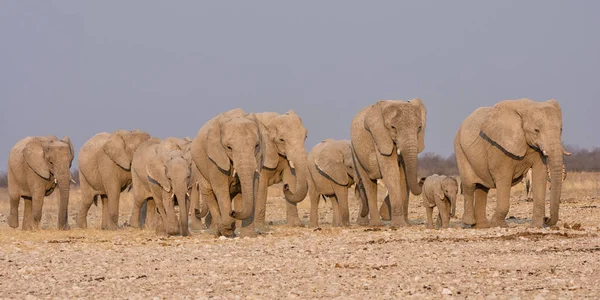 Rebanho Elefantes Africanos Que Atravessam Savana Namíbia — Fotografia de Stock