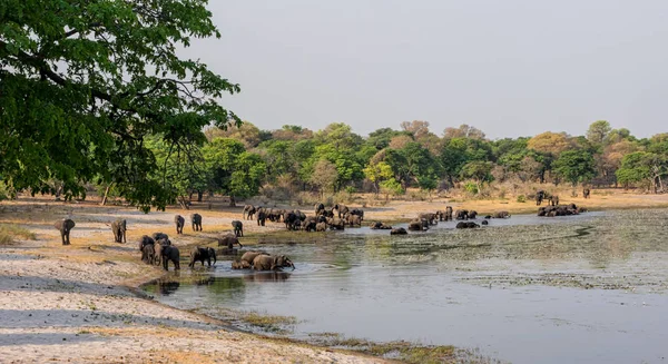 Bir sürüsü Afrika içki ve serin bir nehir Namibya'nın Caprivi şerit aşağı gelir
