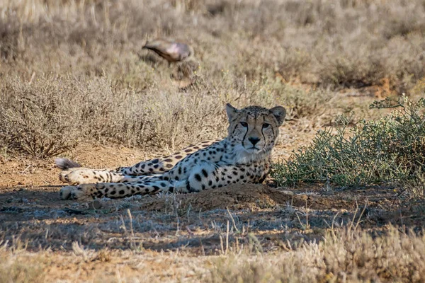 非洲南部大草原上的一只幼豹 — 图库照片