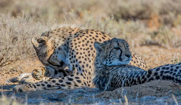 Une Paire Guépards Juvéniles Dans Savane Afrique Australe — Photo