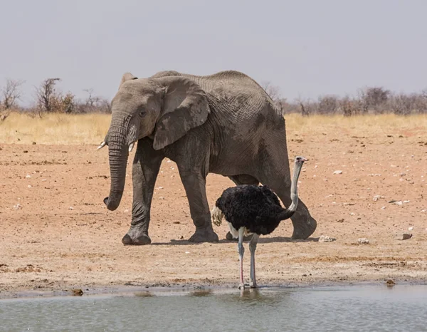 Bir devekuşu ve Namibya savana bir sulama delik, bir fil