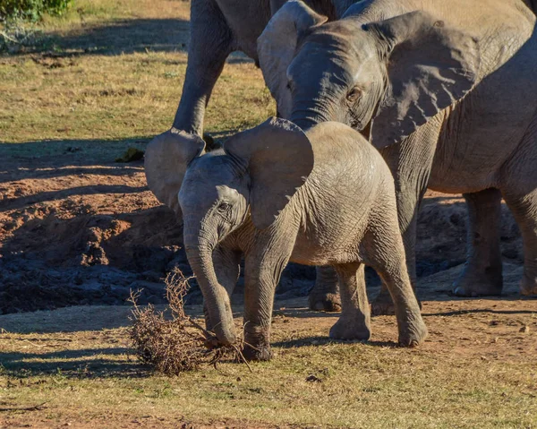 Baba Fiatal Elefánt Játék Val Egy Elhalt Cserje Dél Afrikában — Stock Fotó