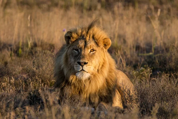 Male Lion Enjoys Warmth Sunrise Winter Morning African Savannah — Stock Photo, Image