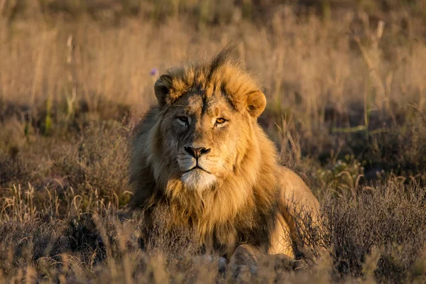 Bir erkek aslan Afrika savana bir kış sabahı güneşin sıcaklığını sahiptir