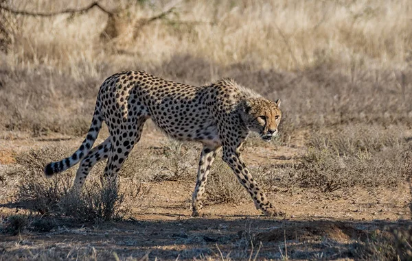 Uma Jovem Cheetah Perseguindo Presas Savana África Austral — Fotografia de Stock