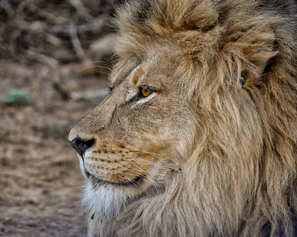 Güney Afrika'da bir yetişkin erkek aslan portresi