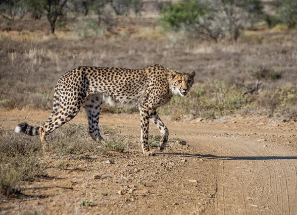 Juvenile Cheetah Southern African Savanna — Stock Photo, Image