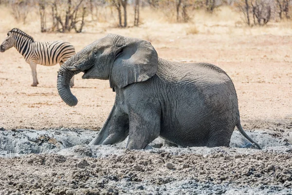 Een Afrikaanse Olifant Genieten Van Een Modderbad Een Gieter Gat — Stockfoto
