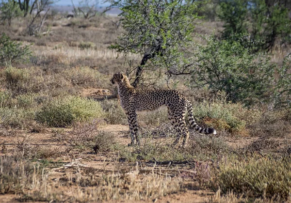 Ein Jugendlicher Gepard Der Südafrikanischen Savanne — Stockfoto