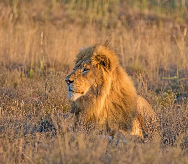 南非洲稀树草原上的一只雄狮特写肖像 — 图库照片