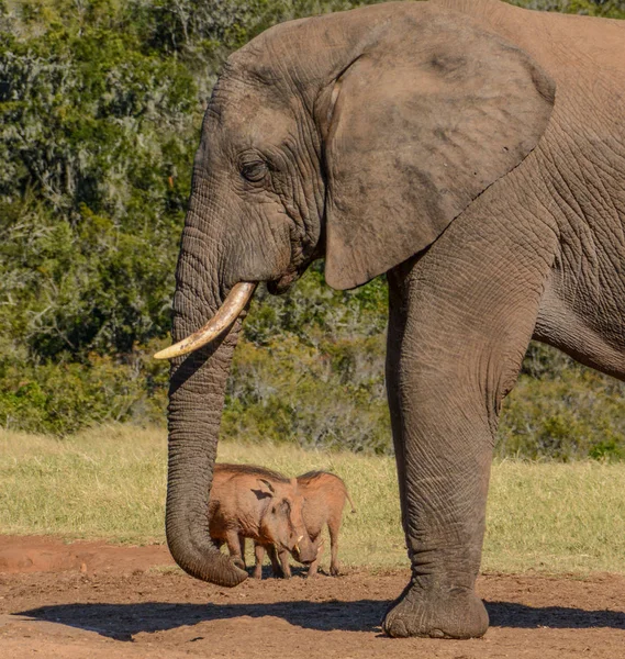Schattig Addo Elephant Nationaal Park — Stockfoto