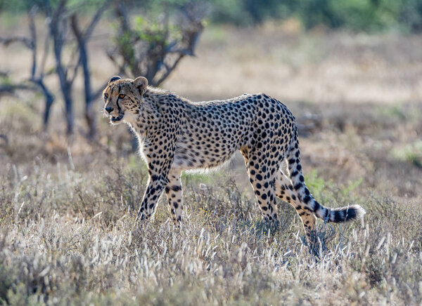 A juvenile Cheetah in Southern African savanna