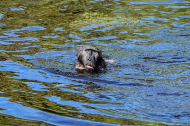 Chacma maymun havuzda sıcak gününde Güney Afrika'da oynuyor.