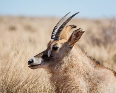 yan portre Roan antilop, savana, Güney Afrika