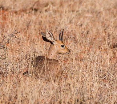 Güney Afrika savana çimlere yatan steenbok antilop