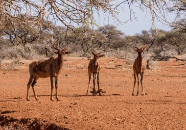 Tsessebe antilop kırmızı çamur banyosu Savannah sonra 