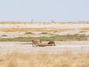 Aile Namibya savana toprağa yatan aslan