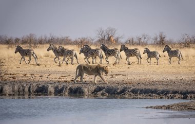 Namibya ovada sulama delik yanındaki zebralar arka planda yürüyen dişi aslan