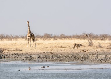 Çok dikkatli bir şekilde o Namibya ovada sulama delik, geçmiş yürüyüş olarak zürafa tarafından izlerken dişi aslan