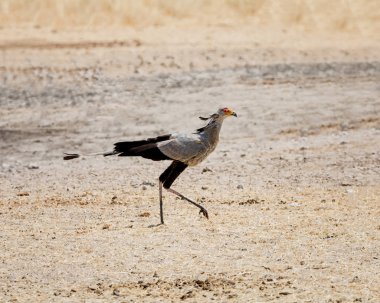 Savana, Namibya yürüme Secretarybird 