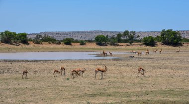 Gündüz, Güney Afrika savana Springbok antilop