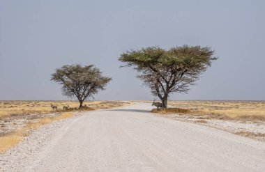 Namibya Springbok ve gölge ağaçların altında Aradığınız Gemsbok çöl manzara yolda