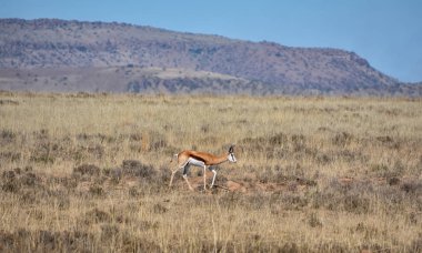 Güney Afrika savana yürüyüş springbok antilop