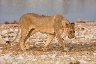 Dişi aslan sulama delik Namibya Savannah için yürüyüş 