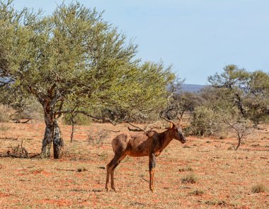 Güney Afrika savana Tsessebe antilop 