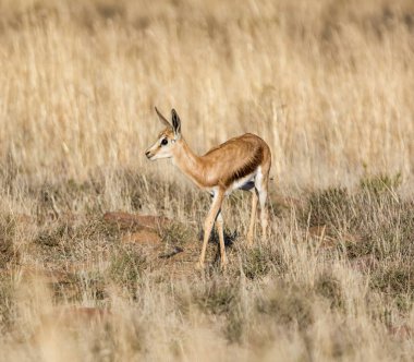 Springbok antilop buzağı Güney Afrika savana içinde 