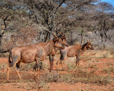Tsessebe antilop kırmızı çamur banyosu Savannah sonra 