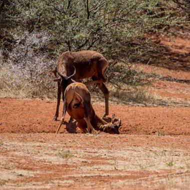 Çamur banyosu Güney Afrika savana sahip Tsessebe antilop