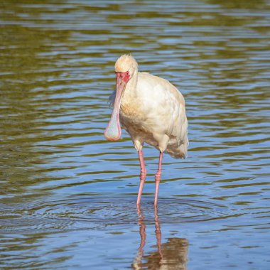 Güney Afrika savana sulama delik kaşıkçı balıkçılık