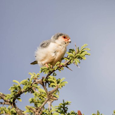 Pigme Falcon ağaç dalı Güney Afrika Savannah oturan 