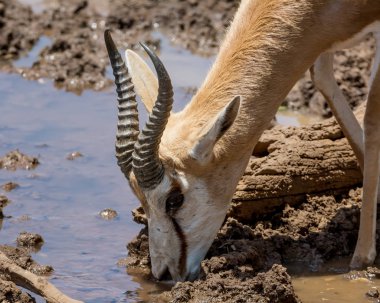 Springbok antilop içme suyunda Güney Afrika savana