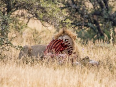 Güney Afrika savana onun öldürmek ile yetişkin erkek aslan