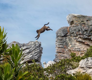 Chacma zıplama babun arasında Güney Afrika'da kayalar
