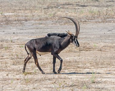 Samur antilop ayakta Savannah, Güney Afrika