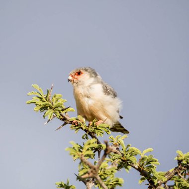 Pigme Falcon ağaç dalı Güney Afrika Savannah oturan 