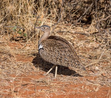 Kırmızı ibikli Korhaan ayakta Savannah, Güney Afrika