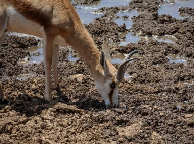 Springbok antilop içme suyunda Güney Afrika savana