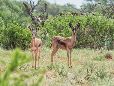 Güney Afrika savana Springbok antilop 
