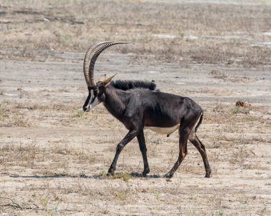 Samur antilop ayakta Savannah, Güney Afrika