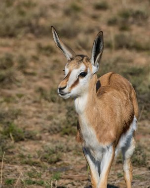 Güney Afrika savana Juvenil Springbok antilop portresi