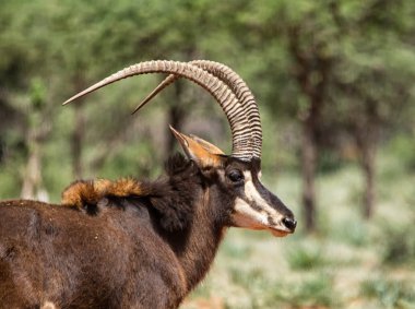 portrait of Sable antelope in Southern African savanna clipart