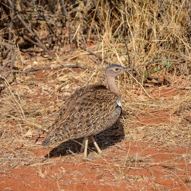 Kırmızı ibikli Korhaan ayakta Savannah, Güney Afrika