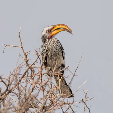Sarı gagalı kartallar Güney Afrika ağacı üzerinde tünemiş
