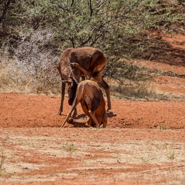 Çamur banyosu Güney Afrika savana sahip Tsessebe antilop