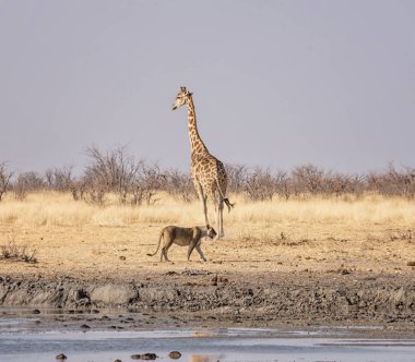 Çok dikkatli bir şekilde o Namibya ovada sulama delik, geçmiş yürüyüş olarak zürafa tarafından izlerken dişi aslan